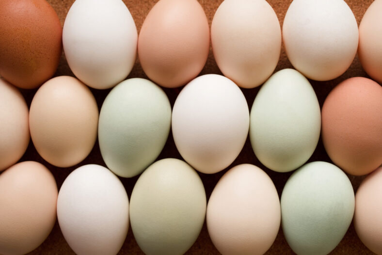 Rows of pastel colored eggs close-up, top view