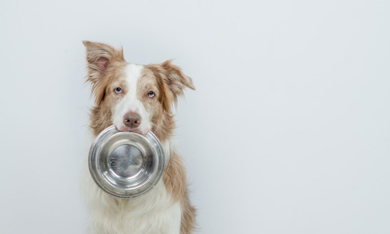 Border collie dog holds bowl in his mouth on gray background. Empty space for text.