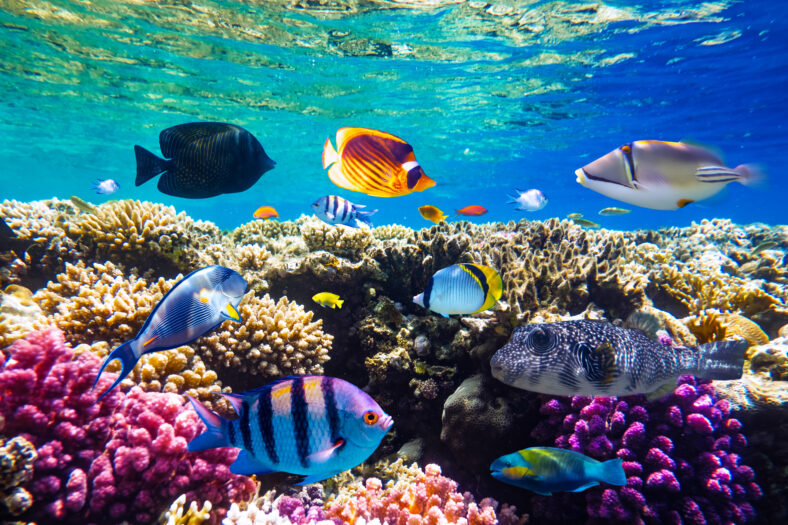 Different tropical fish on a coral reef in the Red Sea, Egypt. Snorkeling scuba and diving background. Underwater shot