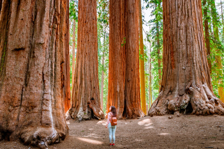 A charming young woman with a backpack walks among giant trees in the forest in Sequoia National Park, USA