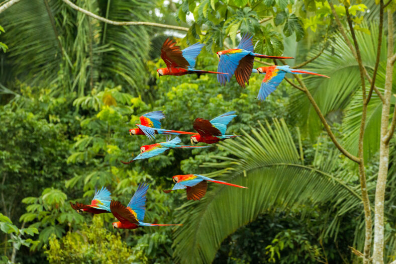 Flock of scarlet and red-and-green macaws flying in Amazon rainforest.