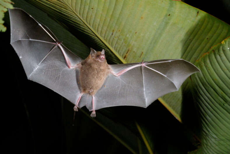 Seba's short-tailed bat (Carollia perspicillata) flying at night under heliconia leaves, Puntarenas, Costa Rica.