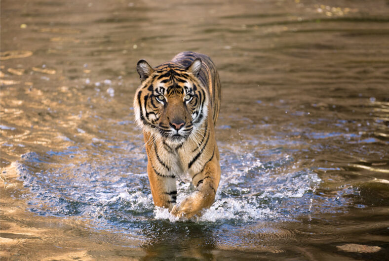 Malayan tiger male walk in water at the shore of lake Kenyir in Taman Negara National Park at sunset. Evening scene from Malaysia wilderness with wet tiger in foamy water. Panthera tigris jacksoni