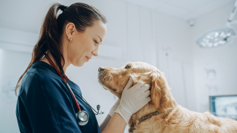 Beautiful Female Veterinarian Petting a Noble Golden Retriever D