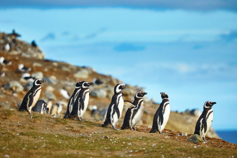 Many Magellanic penguins in natural environment on Magdalena island in Patagonia, Chile, South America