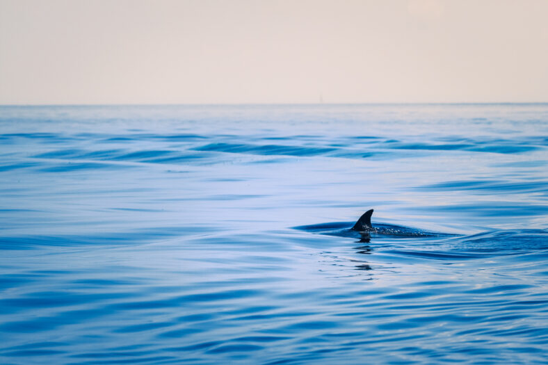 Fin of a shark in the high sea. Outdoor shot