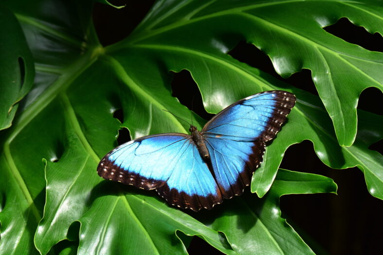 A pretty blue morpho butterfly lands in the butterfly gardens.