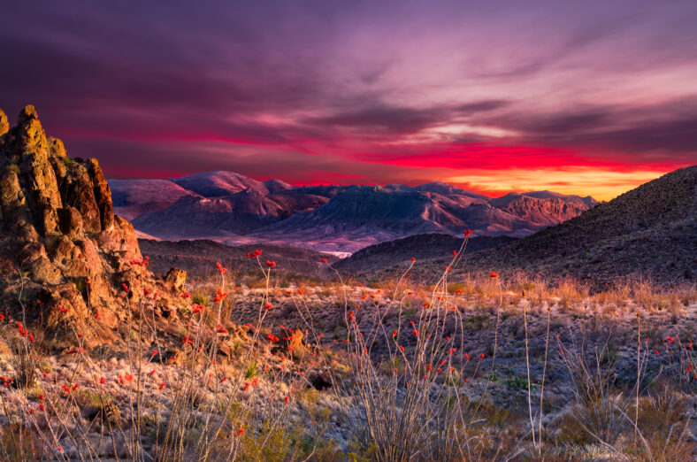 Stunning sunset in Big Bend National Park featuring bright orange Ocotillo blooms in the foreground