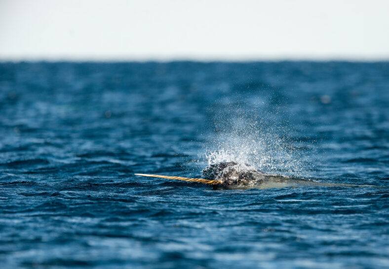 Narwhal masculino nadando a lo largo de la superficie con su colmillo, la isla del norte de Baffin, el Ártico canadiense.