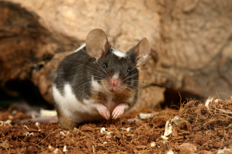 Closeup black and white decorative mouse (M.m.molossinus) stands near hole in old wood and looking at camera