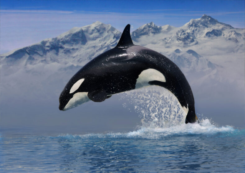 orca whale jumping out of the water with mountains in the background