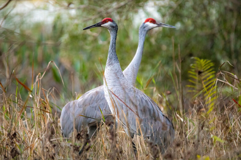 Pair of sandhill cranes during mating season close up together