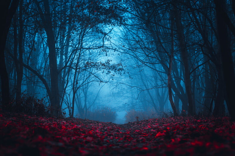 Fairy Mysterious Forest. Mystical atmosphere. Paranormal another world. Stranger forest in a fog. Dark scary park with red leaves. Background for wallpaper.