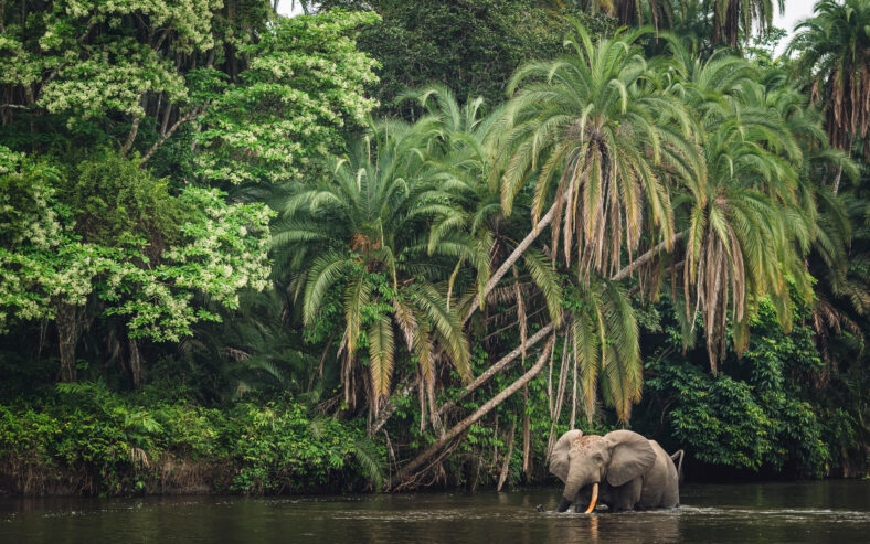 African forest elephant (Loxodonta cyclotis) and the Lekoli River. Odzala-Kokoua National Park. Cuvette-Ouest Region. Republic of the Congo